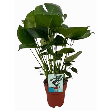 <h4>Monstera Deliciosa</h4>
