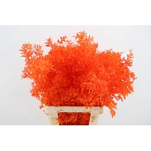 PF Ruscus 70cm Bs Orange