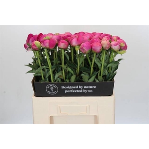 Paeonia glory hallelujah