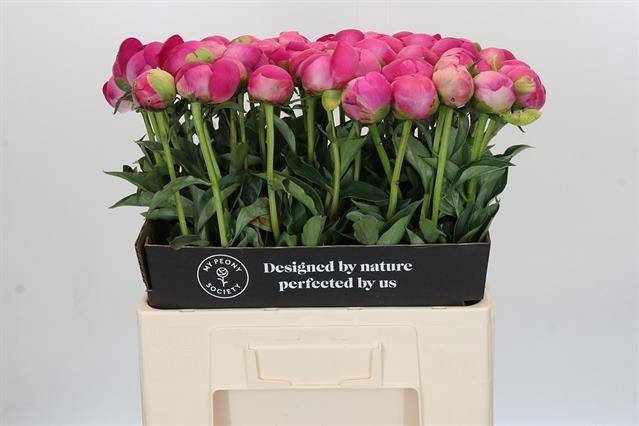 <h4>Paeonia glory hallelujah</h4>