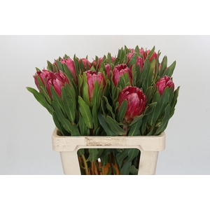 PROTEA BRENDA
