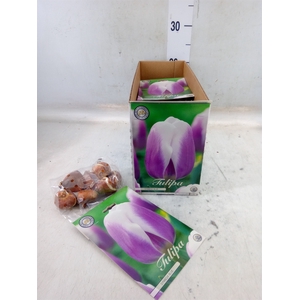 Tulipa   ...flowerbulbs