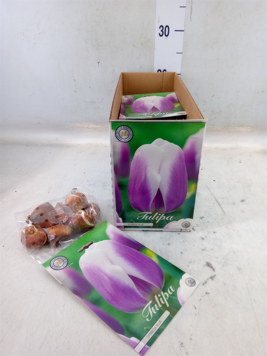 <h4>Tulipa   ...flowerbulbs</h4>