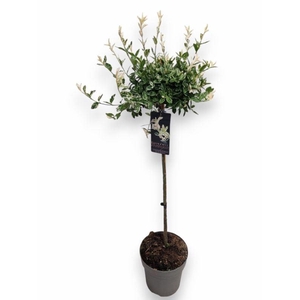 EUONYMUS FO HARLEQUI