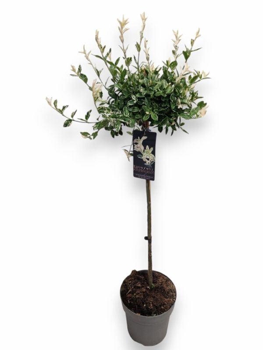 <h4>EUONYMUS FO HARLEQUI</h4>