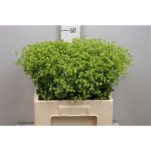 Alchem M Robustica