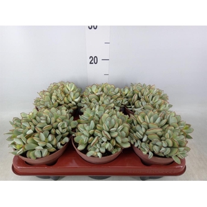 Cotyledon pendens