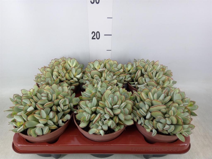 <h4>Cotyledon pendens</h4>