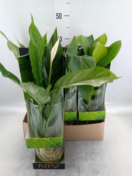 <h4>Planten  ..mix</h4>