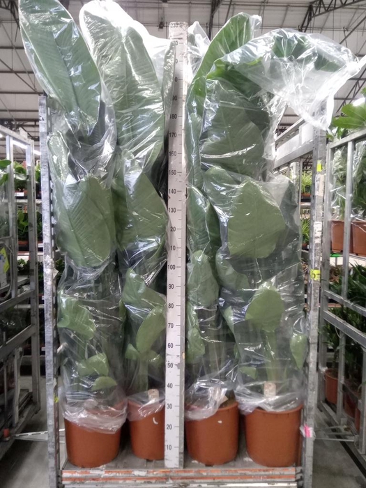 <h4>Strelitzia nicolai</h4>