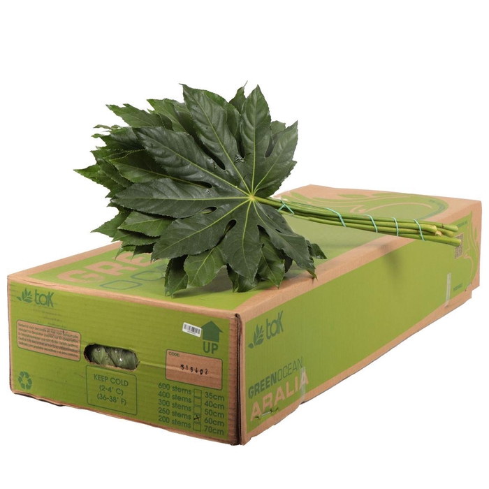 <h4>Aralia</h4>