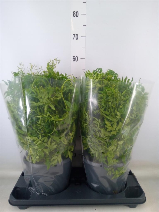 <h4>Jasminum polyanthum</h4>