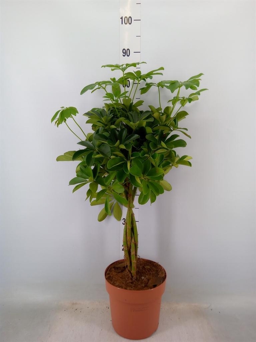 <h4>Schefflera arbor. 'Nora'</h4>