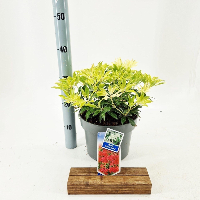 <h4>Pieris Forest Flame</h4>