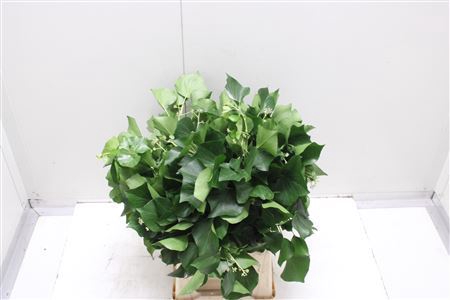 <h4>Hedera H Blad</h4>