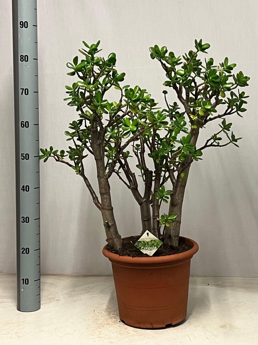 <h4>CRASS OVATA</h4>