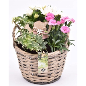 Wilg mand grijs met oor 18cm