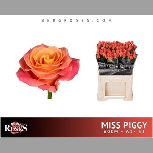 R Gr Miss Piggy+