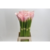 Zantedeschia Eydolls Pink