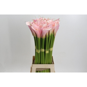 Zantedeschia Eydolls Pink