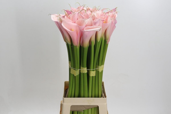 Zantedeschia Eydolls Pink