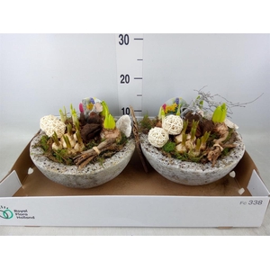 Arr.   Bol/Knolgewas L%