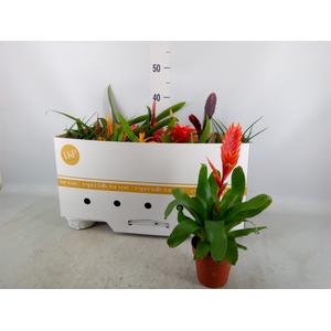 Bromelia   ...mix