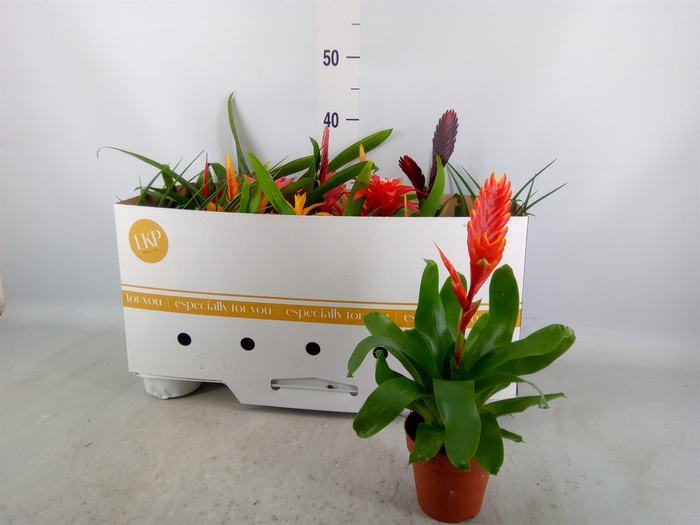 <h4>Bromelia   ...mix</h4>
