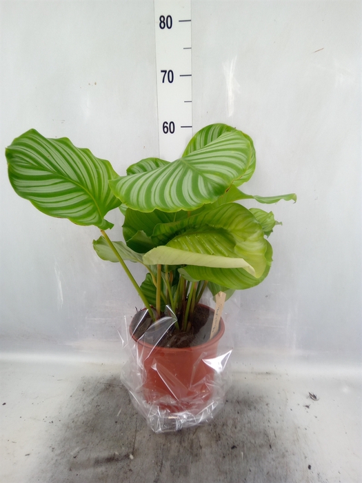 <h4>Calathea orbifolia</h4>