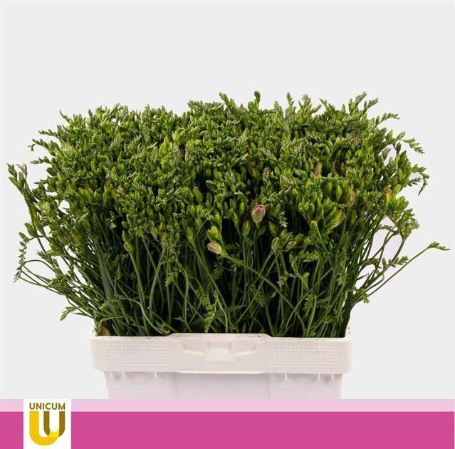 <h4>Freesia enk pink</h4>