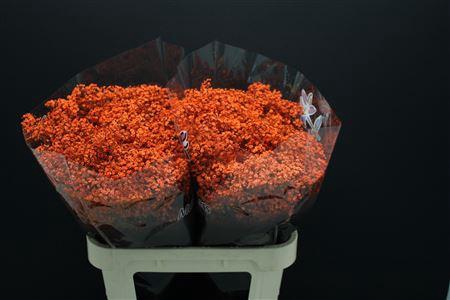 <h4>Gyps Fijn Oranje</h4>