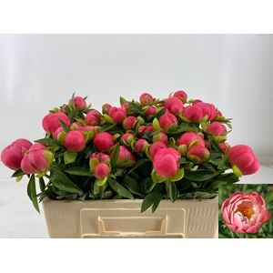 PAEO HH PINK HAWAI C