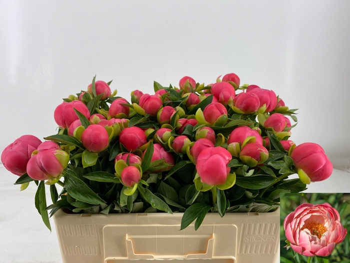 <h4>PAEO HH PINK HAWAI C</h4>