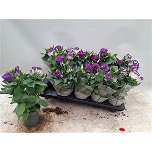 Lisianthus Bolero Blue Rim 10.5cm