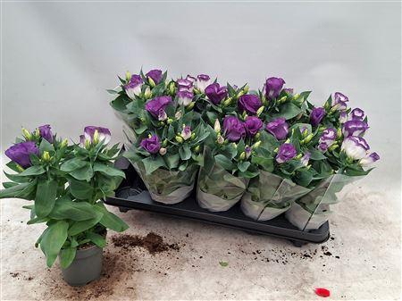 <h4>Lisianthus Bolero Blue Rim 10.5cm</h4>