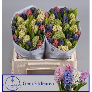 HYAC GEM 3 KLEUREN
