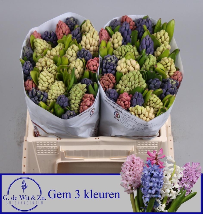 <h4>HYAC GEM 3 KLEUREN</h4>