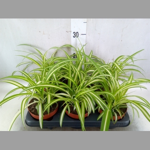 Chlorophytum com. 'Variegatum'