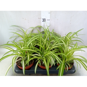 Chlorophytum com. 'Variegatum'