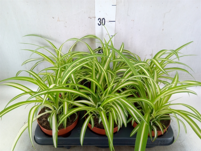 <h4>Chlorophytum com. 'Variegatum'</h4>
