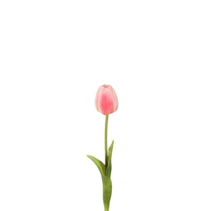 Tulipa 47cm