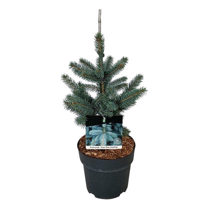 <h4>Picea pungens Super Blue Seedling</h4>
