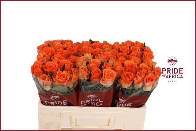 <h4>R GR ON FIRE</h4>