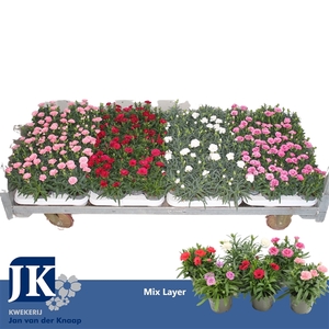 Dianthus Mix per laag P 9