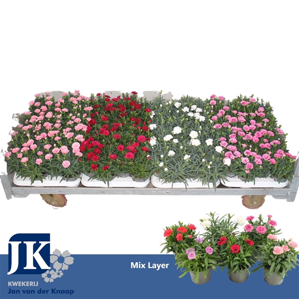 <h4>Dianthus Mix per laag P 9</h4>