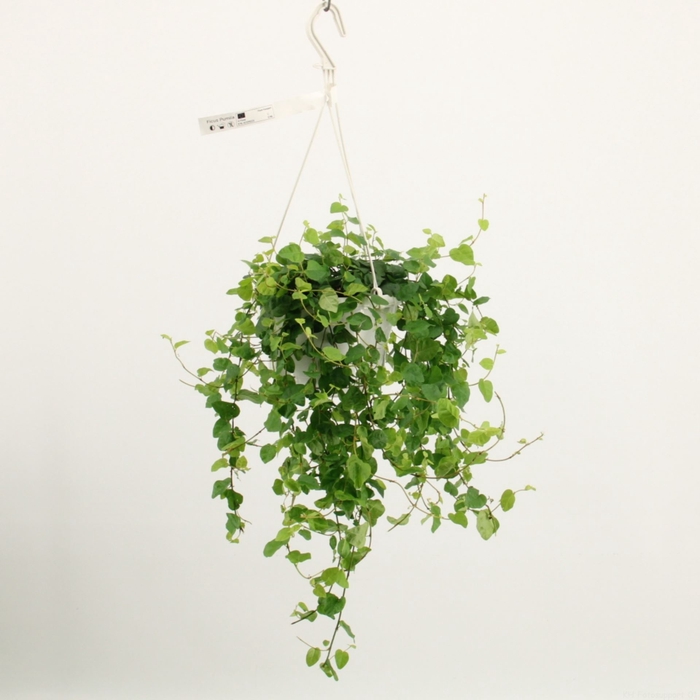 <h4>Ficus pumila Green Sunny</h4>