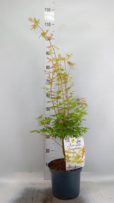 <h4>Acer palmatum 'Sangokaku'</h4>