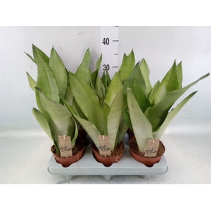 Sansevieria trifa. 'Moonshine'