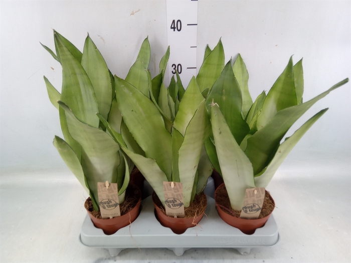 <h4>Sansevieria trifa. 'Moonshine'</h4>