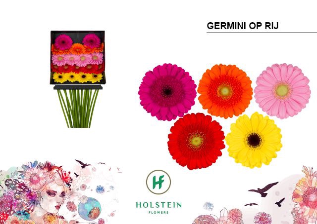 <h4>Germini Mix op Rij Diamond per kaart</h4>